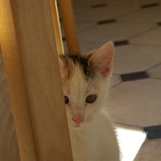 Blanding af racer Vibyvejens Thilde R.I.P.