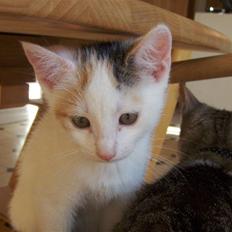 Blanding af racer Vibyvejens Thilde R.I.P.