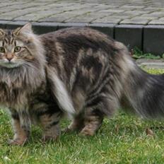 Norsk Skovkat Bergedorf's Brown Sugar