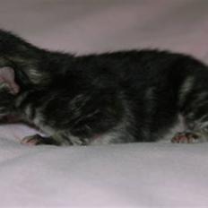 Norsk Skovkat Bergedorf's Brown Sugar