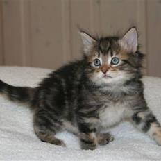 Norsk Skovkat Bergedorf's Brown Sugar