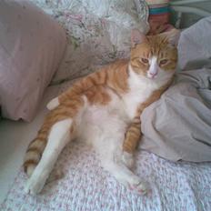 Blanding af racer omally*nye billeder*