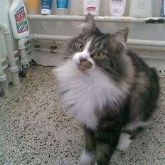 Norsk Skovkat misse pierre*nye billeder