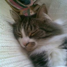 Norsk Skovkat misse pierre*nye billeder