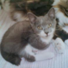 Blanding af racer pelle prupel *død*