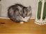 Maine Coon Taz (død)