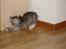 Maine Coon Taz (død)