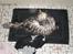 Maine Coon Taz (død)