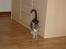 Maine Coon Taz (død)