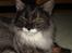 Maine Coon Taz (død)