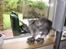 Maine Coon Taz (død)