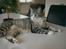 Blanding af racer Cleo *Josefine's kat* - Flotte Cleo !