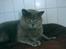 British Shorthair Elliot *Josefine's kat* - Smukke !