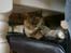 British Shorthair Muffin aflivet d.19/5-08  - Cute !