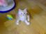 Maine Coon Disney