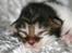 Maine Coon Vitha's kuld - 5 dage og 193g