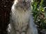 Maine Coon Mountaineer's Rianna