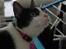 Huskat Baby (/Feya)  23/6-2006 - 28/7-2018.  - Portræt.