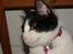 Huskat Baby (/Feya)  23/6-2006 - 28/7-2018.  - portræt 