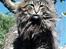 Norsk Skovkat Bastian - DK*Ec.DM Silverwood´s Big Brown Bastian