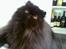 Perser Buffy