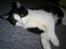 Huskat Gigi d'Agostino (død)