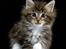 Maine Coon Vitha's kuld