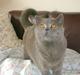 British Shorthair Elliot *Josefine's kat*