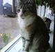 Blanding af racer Cleo *Josefine's kat*