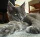 Maine Coon Kiki "SOLGT"