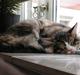 Maine Coon Malde