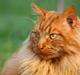 Maine Coon Breidabliks Adonis
