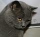 British Shorthair Moore Beauty Billie