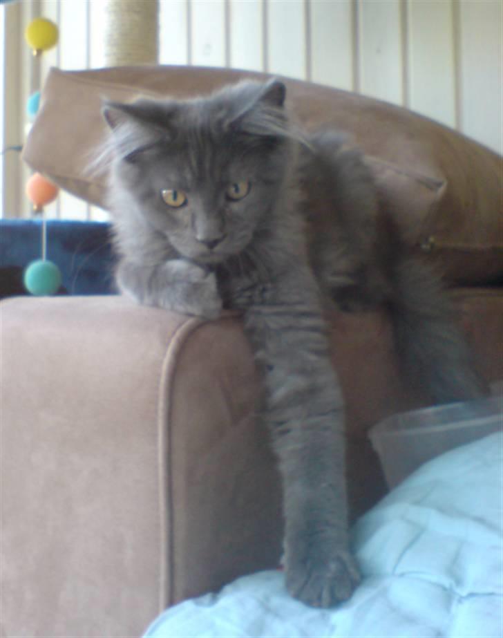 Maine Coon Ankicoon´s Jamaica Sunset billede 9