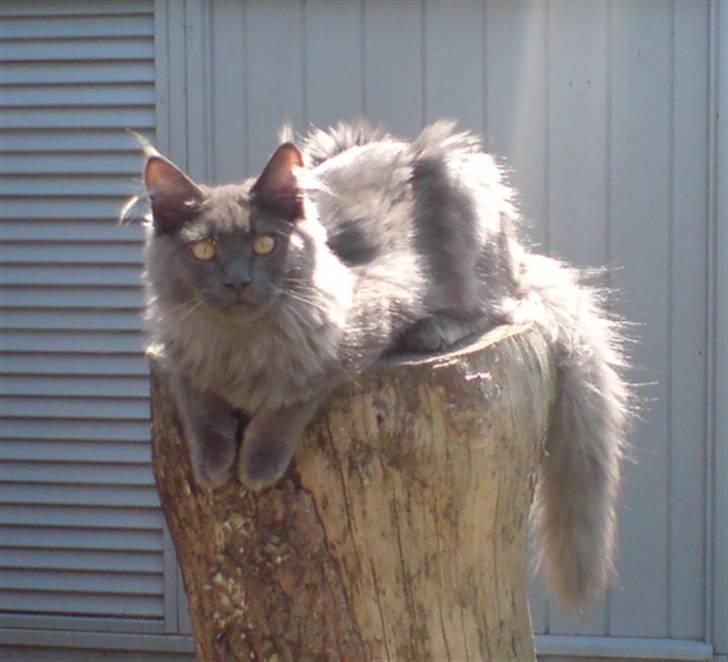 Maine Coon Ankicoon´s Jamaica Sunset billede 10