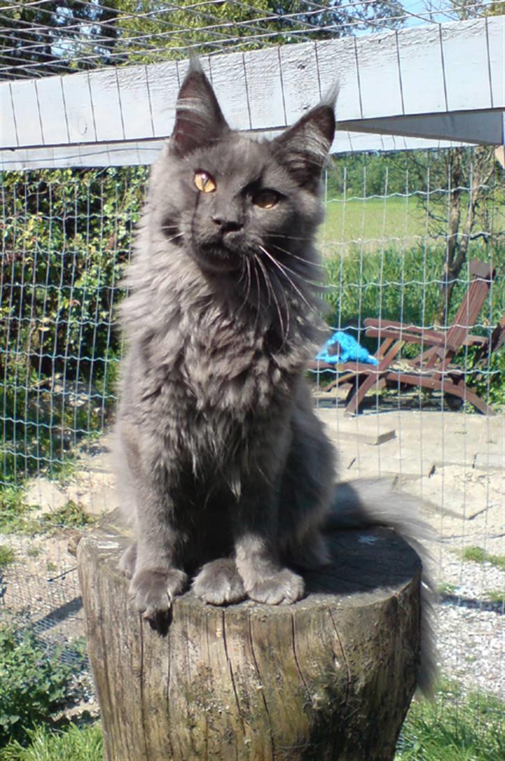 Maine Coon Ankicoon´s Jamaica Sunset billede 11