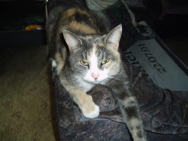 Blanding af racer Ida - Her ligger jeg for det meste om aftenen. billede 1