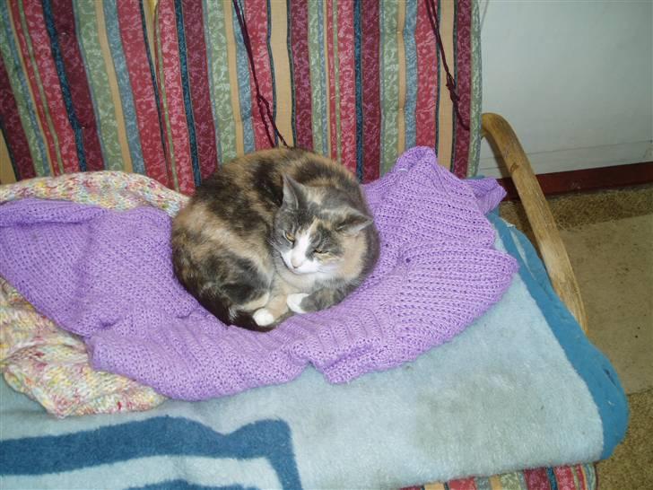 Blanding af racer Ida - Havestuen er ikk værst når det er regnvejr ude. billede 2