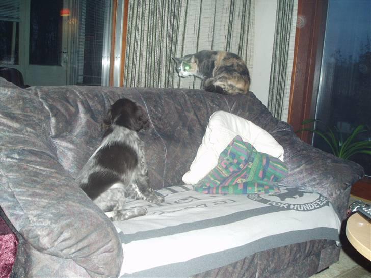 Blanding af racer Ida - Du kan bare komme an. billede 3