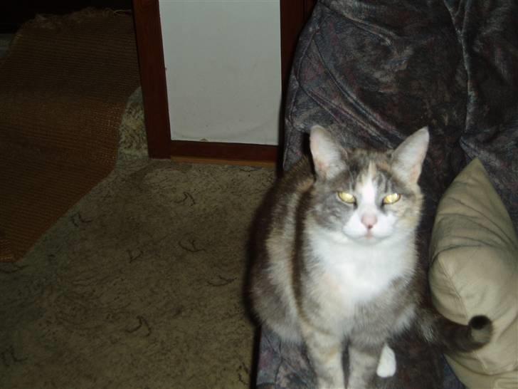 Blanding af racer Ida - Her kan jeg godt lide og sidde og kigge rundt. billede 4