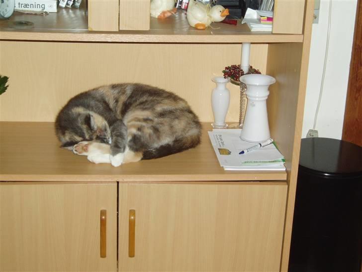 Blanding af racer Ida - Forbudt område men jeg sover jo så sødt.. billede 5