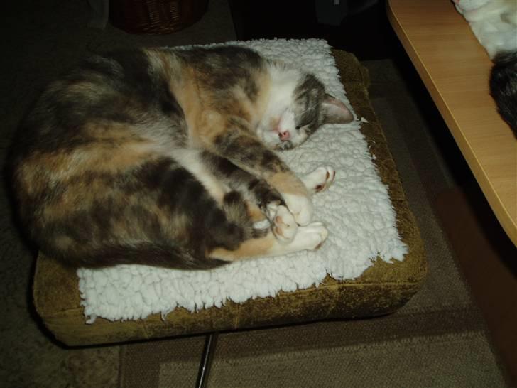 Blanding af racer Ida - Ja jeg nyder det,når jeg endelig er inde.. billede 6