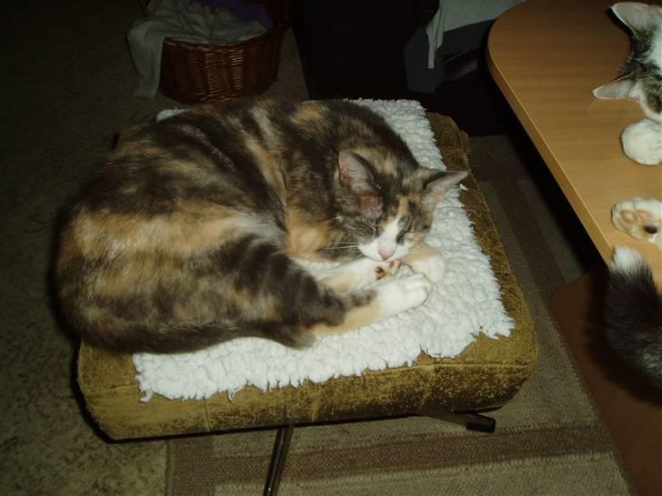 Blanding af racer Ida - synes selv jeg ser sød ud. billede 7