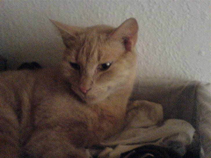 Blanding af racer Bamse - han putter billede 1