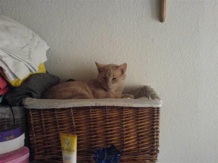 Blanding af racer Bamse - bamse sover   i kurven billede 2