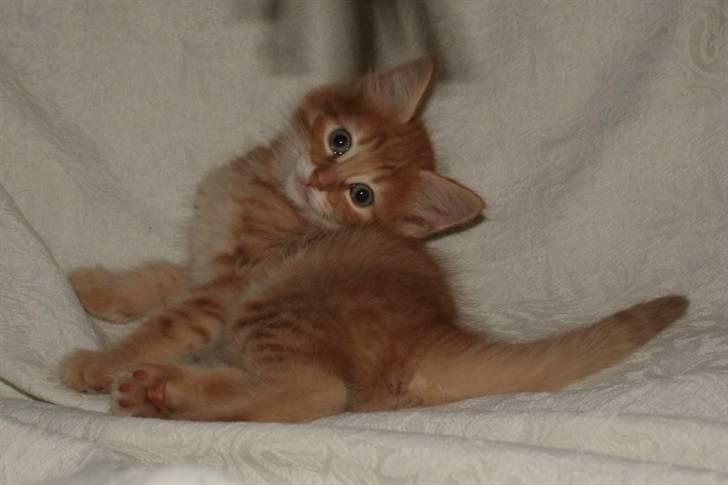 Norsk Skovkat Askaril (tjui) billede 1