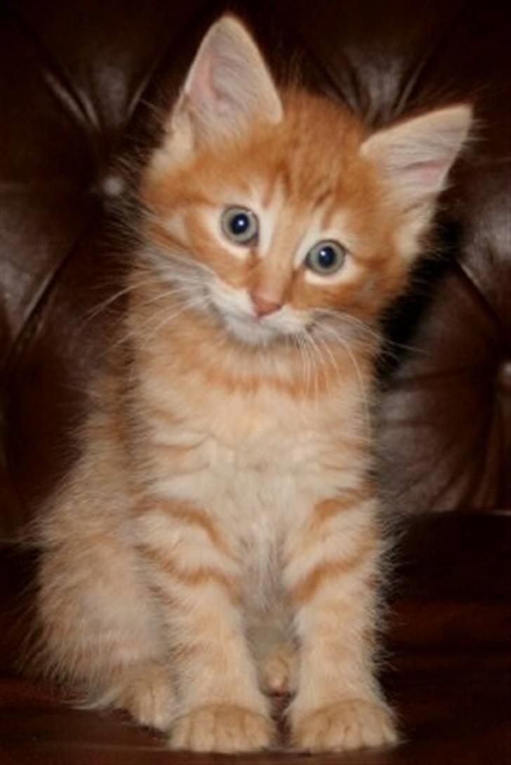 Norsk Skovkat Askaril (tjui) billede 2