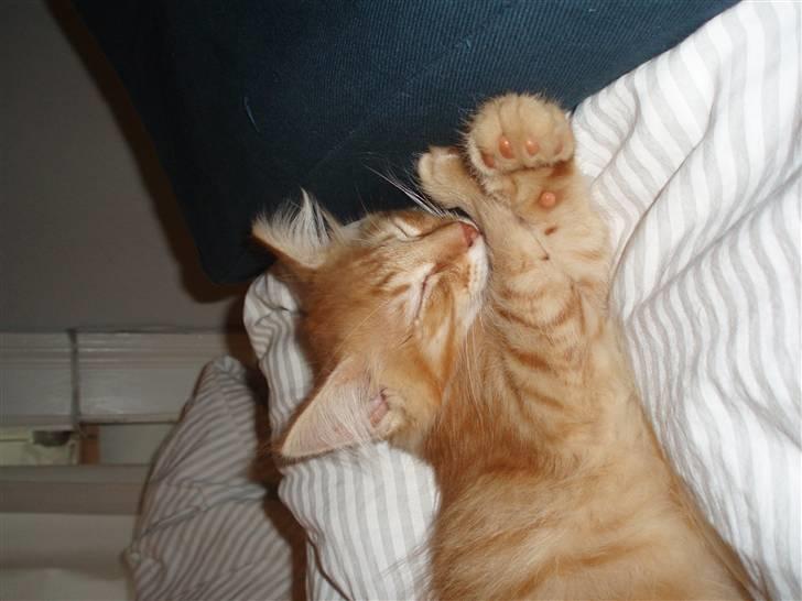 Norsk Skovkat Askaril (tjui) billede 3