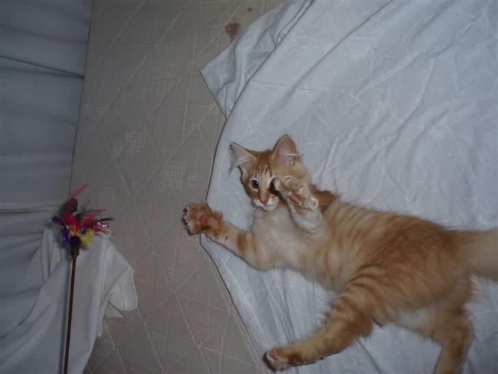 Norsk Skovkat Askaril (tjui) billede 4