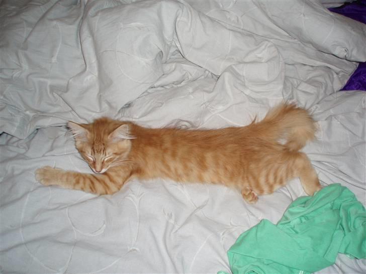 Norsk Skovkat Askaril (tjui) billede 5